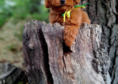 Toy poodle red brown Kore mini yavrularımız